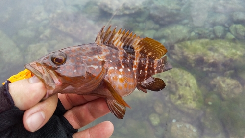 アコウの釣果