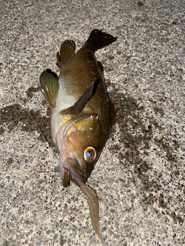 エゾメバルの釣果