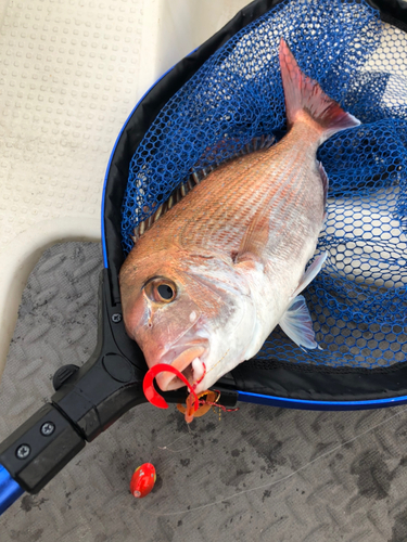 マダイの釣果