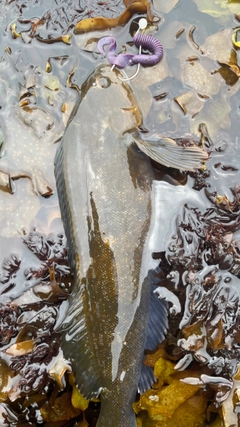 アイナメの釣果