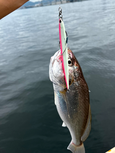 シログチの釣果