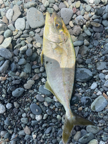 ワカシの釣果