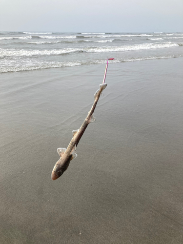 サメの釣果