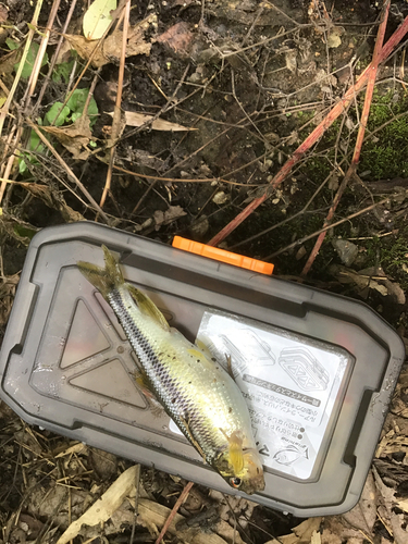 カワムツの釣果