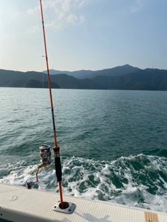 ケンサキイカの釣果