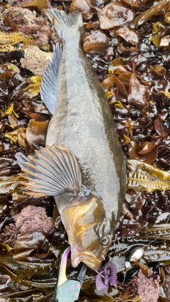 アイナメの釣果