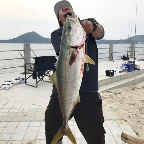 ハマチの釣果