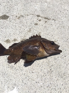 エゾメバルの釣果