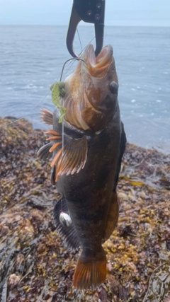 アイナメの釣果