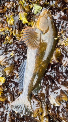 アイナメの釣果