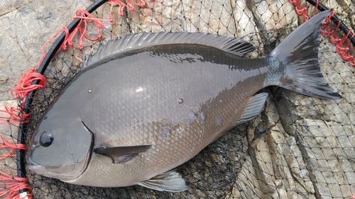 オナガグレの釣果