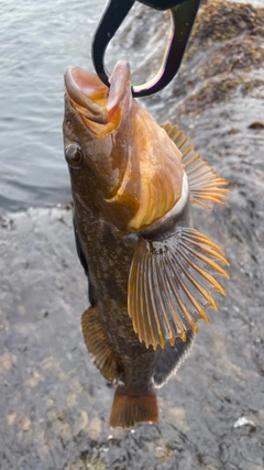 アイナメの釣果