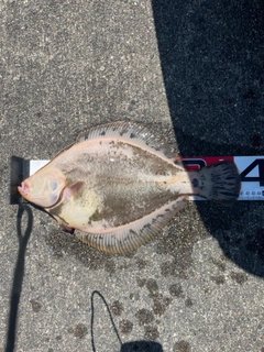 タカノハの釣果