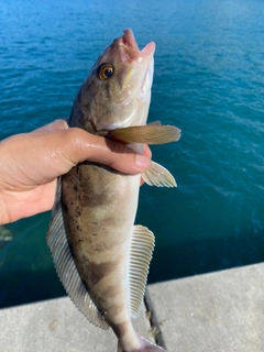 ホッケの釣果