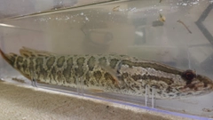 ライギョの釣果