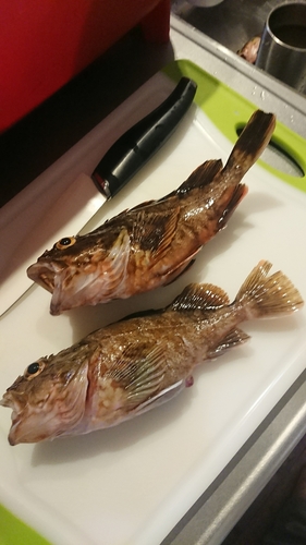 カサゴの釣果