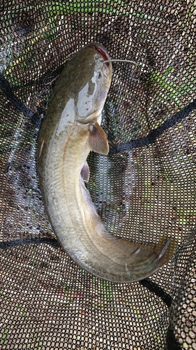 ナマズの釣果