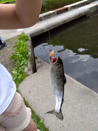 ヤマメの釣果