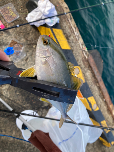 ショゴの釣果