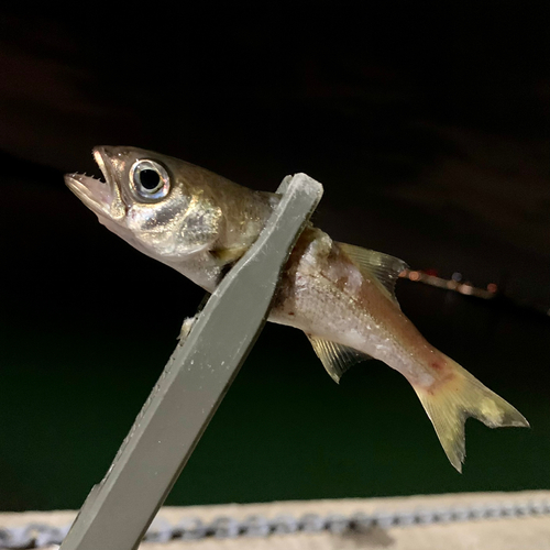 ムツの釣果