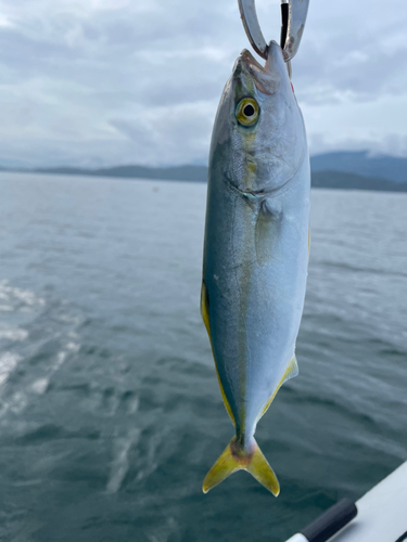 ヤズの釣果