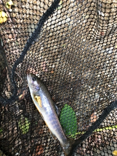 イワナの釣果