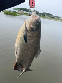 コロソマの釣果