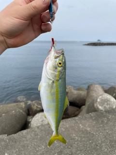 ワカシの釣果