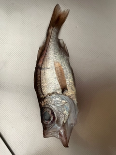 シロムツの釣果