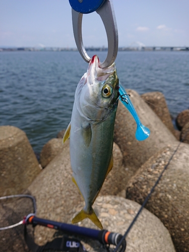 ツバスの釣果