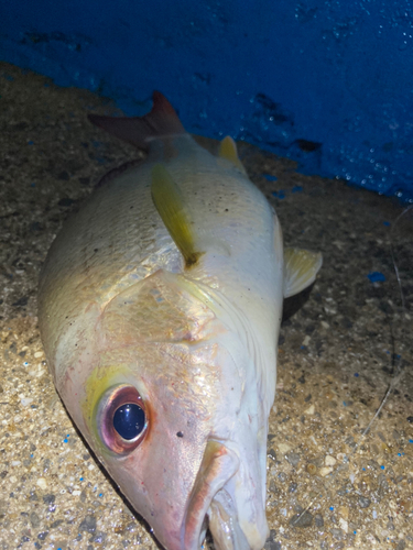 ナミフエダイの釣果