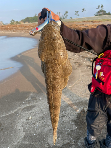 コチの釣果