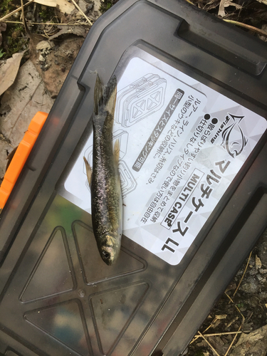 タカハヤの釣果