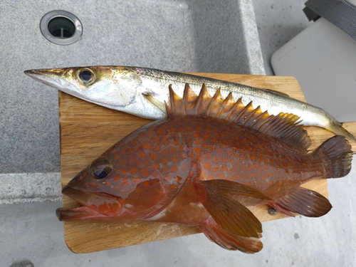 アコウの釣果