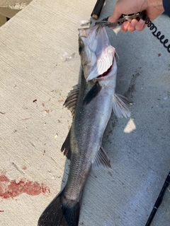 シーバスの釣果