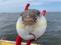 ショウサイフグの釣果