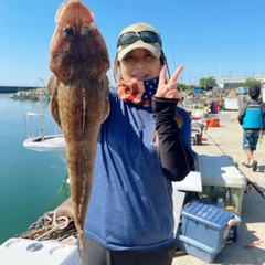 ワニゴチの釣果