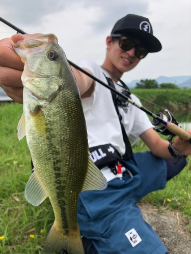 ブラックバスの釣果