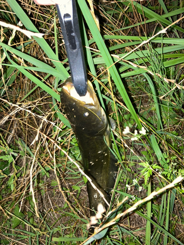 ナマズの釣果