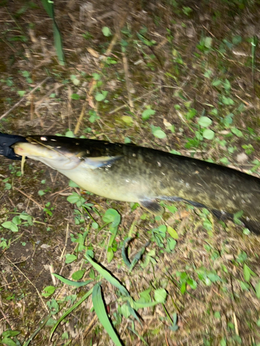 ナマズの釣果