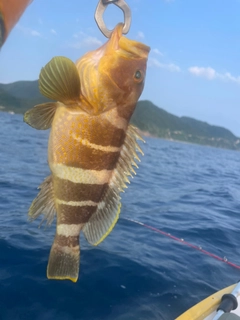 アオハタの釣果