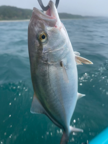 ショゴの釣果