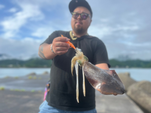 アオリイカの釣果