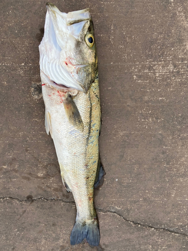 スズキの釣果