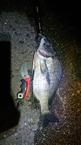 クロダイの釣果