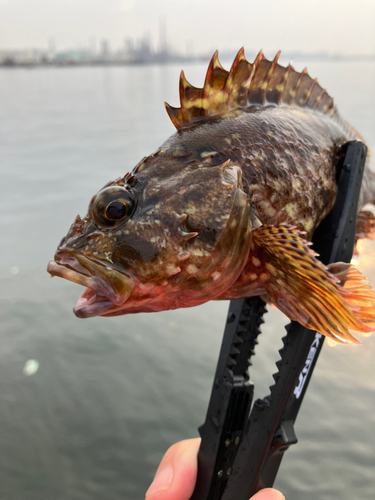 カサゴの釣果