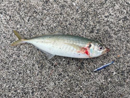 マルアジの釣果