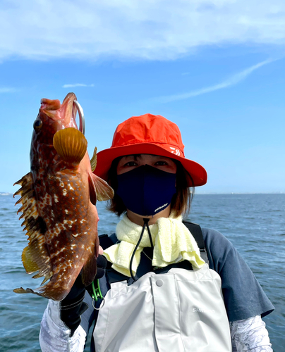 キジハタの釣果