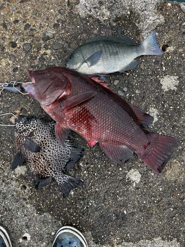 コブダイの釣果