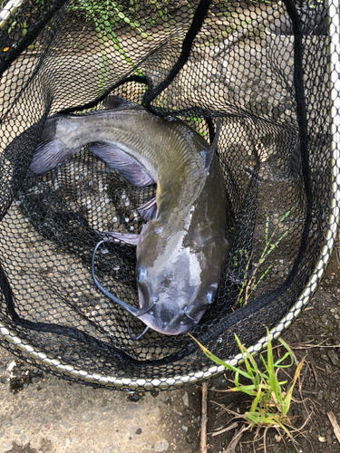 アメリカナマズの釣果